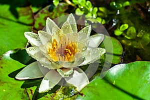 White or yellow nymphaea or water lily flower macro shot with water drops on petals in water of garden pond with green leafs