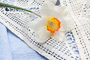 White yellow one daffodil flower on a blue textile background.