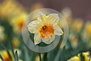White, Yellow and Orange Spring Daffodil Flower