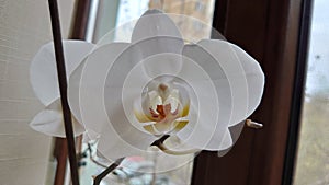 White and yellow orchid - exotic ornamental flower from the tropics