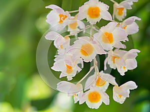 White and yellow orchid flowerDendrobium primulinum in nature