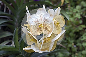 White and yellow Orchid Vanda flower bloom in the garden.