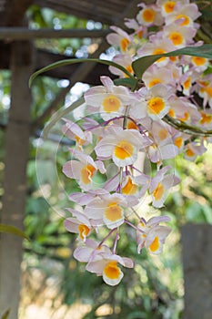 white and yellow orchids flower on a leaf and flower blured background.