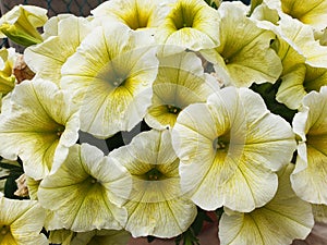 White and yellow Petunia flowers