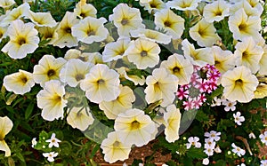 White and yellow petunias