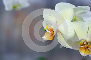 White, yellow phalaenopsis orchid with dewdrop, macro