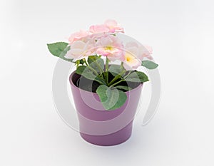 White - yellow - pink plastic decorative flower in a pink plastic pot is on a white background