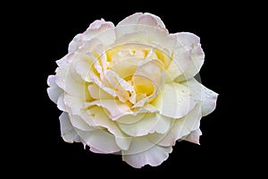 White, yellow and pink rose