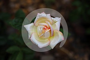 A white-yellow-pink rose flower as a natural background. Top view photo