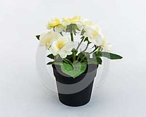 White - yellow plastic decorative flower in a black plastic pot is on a white background