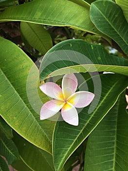 White and yellow plumeria flower