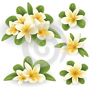 White and yellow Plumeria Flower