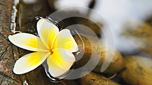 White and yellow plumeria flower or frangipani flower floating on clear water with blurred background. Spa and wellness ideas or b