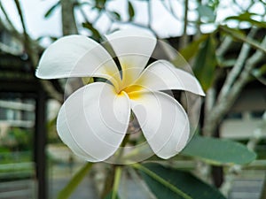 White and yellow plumeria flower on tree