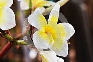 A white and yellow plumeria flower on tree in the garden.