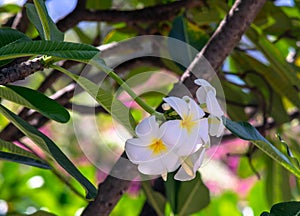 White and yellow plumeria flowers bloom on trees, frangipani, and tropical flowers, local flora of Asia