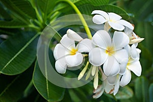 White and yellow plumeria flowers bunch blossom close up, green leaves blurred bokeh background, blooming frangipani tree branch photo