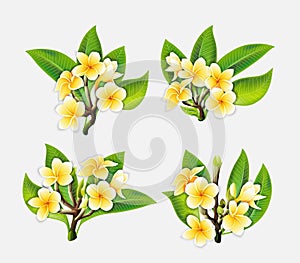 White and yellow Plumeria Flowers in realistic style on white background