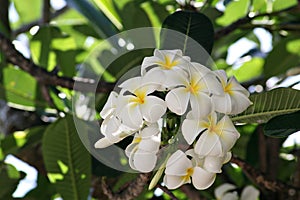 White and yellow plumeria or frangipani flowers, soft background