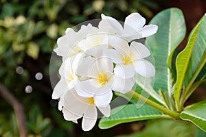 White and yellow Plumeria spp