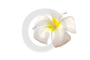 White and yellow Plumeria spp. flower isolated on white