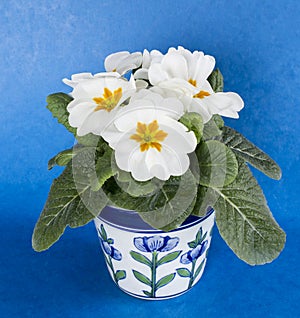 White and yellow Polyanthus in pot