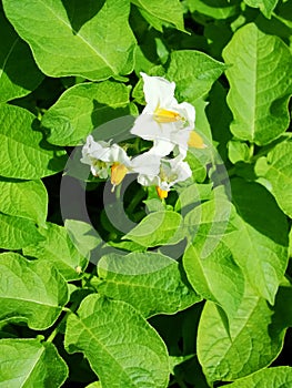 White with yellow potato flowers on green foliage background