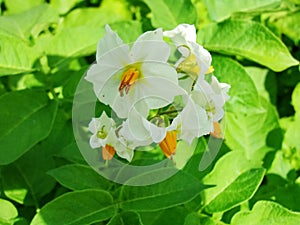 White with yellow potato flowers on green foliage background