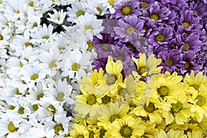 White yellow purple Chrysanthemum flower abstract background