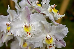 White, yellow and red odontoglossum orchid flowers