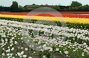 White, yellow, red Tulip fields, Lisse.