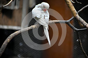 White and yellow Ringneck parrot kept in Kolkata zoo