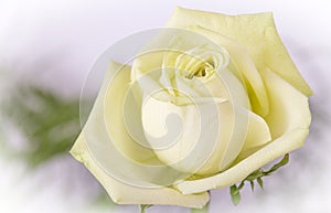 White yellow rose closeup