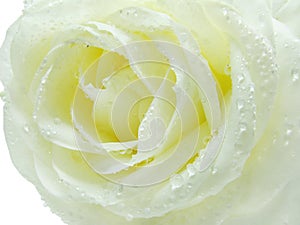 White and yellow rose in water drops