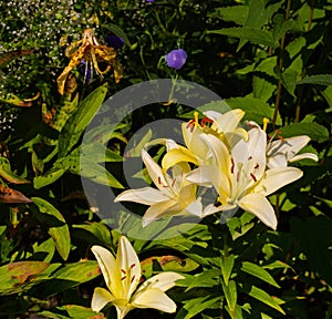 White yellow Royal Fantasy garden lily. A sunny bright photo with free blank copy space for text. For cards, posters