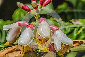 White Yellow Shell Ginger Flowers Fairchild Garden Coral Gables Florida