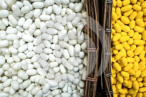 White and yellow silkworm cocoons shell in the basket bamboo, This is a natural source of silk fabric and silk thread