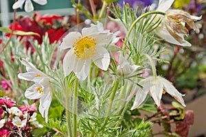 white and yellow spring pasqueflowers in the garden