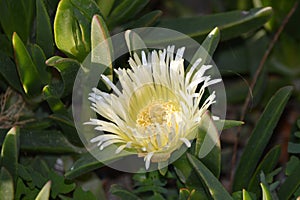 White and yellow succulent ice plant flower Carpobrotus