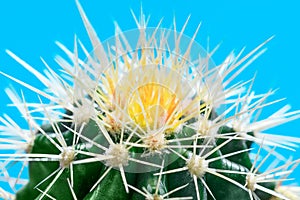 White and yellow thorns of cactus plant in macro key picture, on