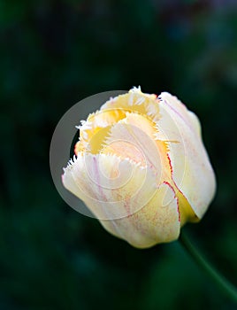 White-yellow tulip on a dark green background. Natural background. Close-up. Selective focus