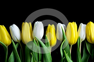 White and yellow tulip flowers in a row