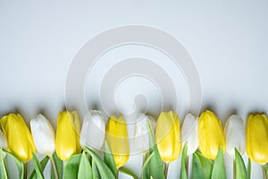 White and yellow tulip flowers in a row on white paper