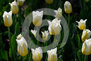 White and Yellow Tulips Against Green