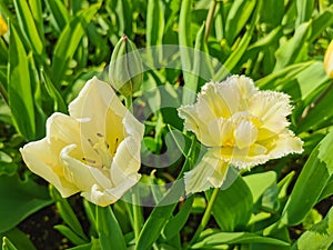 White and yellow tulips.The festival of tulips on Elagin Island in St. Petersburg