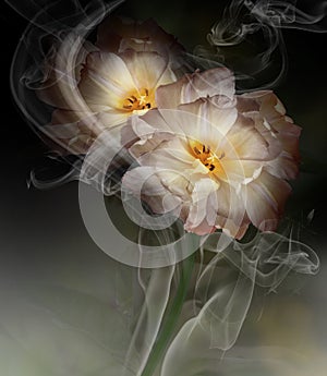 White-Yellow tulips.  Floral background in curls of smoke. Close-up.