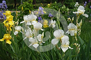 White, yellow and violet flowers of Iris germanica in May