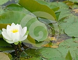 White and Yellow Water Lily on Lily Pad photo