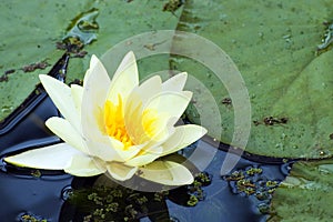 White Yellow waterlily Lotus