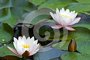 White Yellow waterlily Lotus